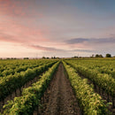 Doubleback Cabernet Sauvignon 2019