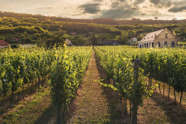 A sun filled vineyard growing Sporting Wine Club wines