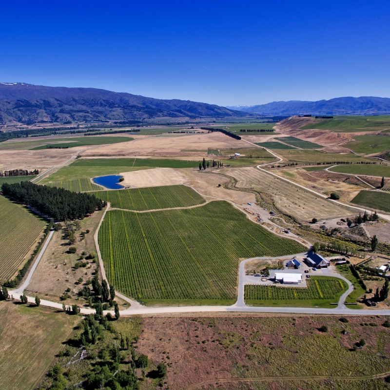 Peregrine Riesling 2021 Case