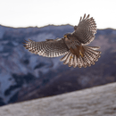 Peregrine Organic Pinot Gris 2022 Single