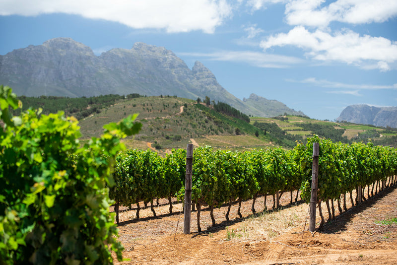 RUGBYFIELD VINEYARD PINOTAGE