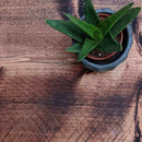 Rustic Floating Shelf | 15cm Depth