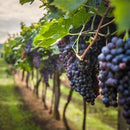 Sneeuwkrans Pinot Noir 2020 Case