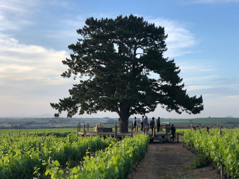 RUGBYFIELD VINEYARD PINOTAGE