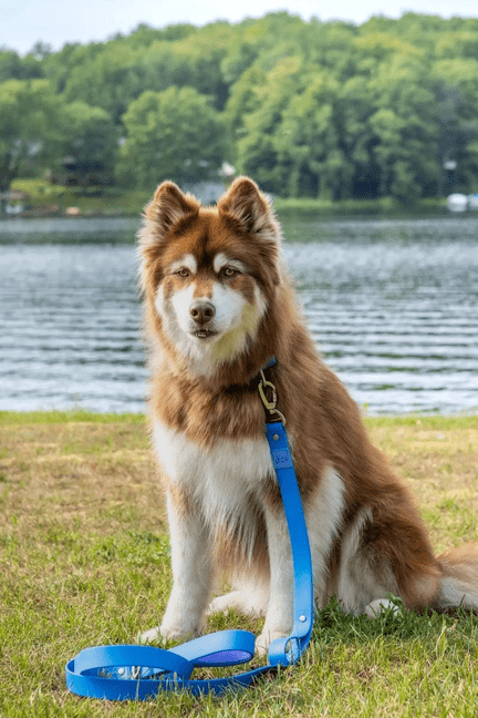 🐾 Dockside Doggy Delight: 6FT Waterproof & Stylish Leash 🌊