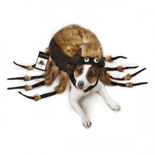 🕷️🐾 Plush Tarantula Pet Costume 🎭