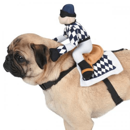 🐶🏇 Zack & Zoey Champion Jockey Saddle Dog Costume 🏆