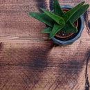 Rustic Thin Floating Shelf | 22cm Depth