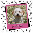 Bugalugs Luxury 2 in 1 shampoo and conditioner - Bottled Baking Co