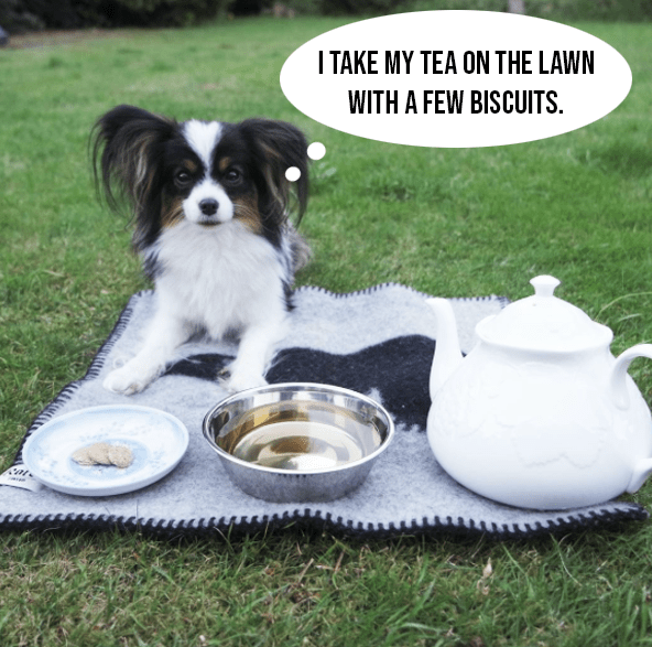 Trio of Herbal Dog Teas Treat Set